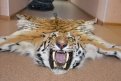 В Благовещенске у жителя Якутии изъяли шкуру амурского тигра