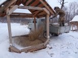 Усилившиеся морозы подружили диких животных в Амурской области