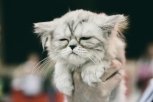 Мейн-кун, русская голубая и саванна: самую красивую кошку выбирают в Благовещенске. Фоторепортаж