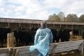 Сахалинские животноводы купят герефордов в Приамурье