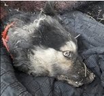 В Благовещенске зоозащитнице подбросили отрезанную собачью голову (18+)