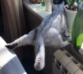 _shopan_: Когда твой кот — гимнаст.