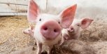 Белогорские фермеры надеются на гранты на свиноферму