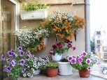 Бочка Маша и балкон-оранжерея: АП выбрала лучшие фото конкурса «Мои цветы»
