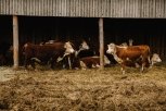 Больше двухсот коров из Амурской области доставили на Сахалин