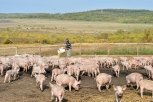 Гектар для пятачка: амурчане оформляют участки для разведения черных свиней и пчёл