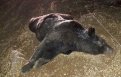 В двойном ДТП в Свободненском районе погиб медведь