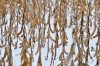 Аграрии Приамурья приостановили уборку сои из-за снега
