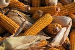 В Приамурье ждут хороший урожай кукурузы