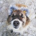vasyukovairina: Собака-улыбака тоже рада праздникам