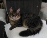 Ослепленные живодерами котята нашли хозяев в Шимановске и Благовещенске