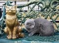 best.blg: невозмутимые мартовские коты