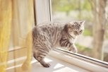 Кошки-самоубийцы: с приходом весны в Приамурье питомцы чаще шагают из окон