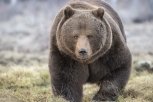 Медведи выходят из спячки: как вести себя при встрече с косолапым хищником