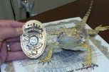 Утро с «Амурской правдой»: ящерица на службе в полиции, сырные лепешки и фотозагадка без ответа