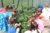 Особенные амурские дети собрали первый урожай ягоды и овощей