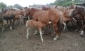 Фото: Управление ветеринарии и племенного животноводства Амурской области