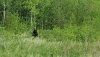 Фотосессия для медведя: в Зейском районе хищник вышел на трассу