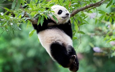 Утро с «Амурской правдой»: искусство оформление еды, нездоровая статистика и милые панды