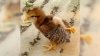 В Приамурье родились цыплята-мутанты
