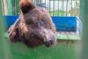 Душ для медведя: в благовещенском зоопарке зверей спасают от жары водными процедурами (видео)