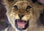 Шапито раздора: в гастролирующем в Приамурье цирке дрессировщики избивали животных