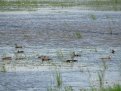 На затопленных соевых полях амурского колхоза поселились сотни птиц