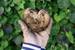 Инстаобзор АП: праздник зевающих первоклашек, картошка-сердце и гендерное равенство
