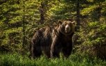 Маломырский рудник лишил местных медведей отходов на помойке