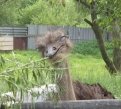 olejna_nata: Смешные страусы на страусиной ферме,привезли фото из Приморья