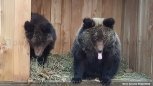 Медведи-сироты Миша и Маша с разъезда Улагир едят тыкву в сафари-парке (видео)