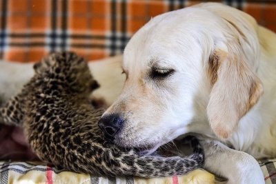 Утро с «Амурской правдой»: собака усыновила леопарда, самый красивый возраст и перепевка от Лободы
