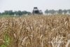 Китай разрешил поставлять на свою территорию пшеницу из Амурской области