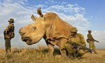 Утро с «Амурской правдой»: последний в мире белый носорог отмечает день рождения и фото дня