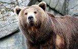 Любопытный медведь первым нашел блоки ракеты «Союз-2.1б» в Тындинском районе