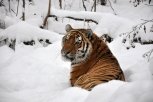Обнаруженный в Архаринском районе тигр не представляет угрозы людям