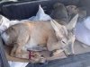 Дальнобойщики отбили косулю у волков в Магдагачинском районе