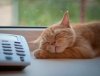 Утро с «Амурской правдой»: умный кот и телефон, неудачная парковка и последний рецепт