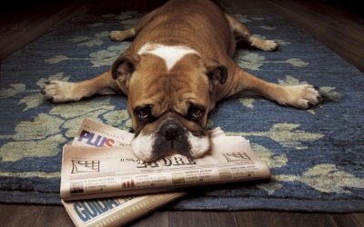 Утро с «Амурской правдой»: зачем собаке читать книги, самый зрелищный прыжок на батуте и фото дня