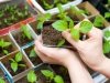 Мартовские заботы: как выбрать семена и подготовить землю для рассады