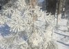 В Приамурье на один день вернулась зима: нежданный снег накрыл почти весь регион