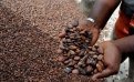Климатические изменения существенно уменьшат площадь угодий, пригодных для выращивания какао.