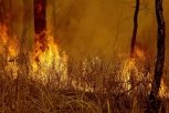 В Приамурье 12 лесных пожаров тушат почти 700 человек