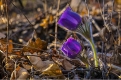 Фотоконкурс: АП собирает кадры цветущего Приамурья