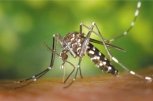 Роспотребнадзор предупредил о вспышке лихорадки денге в Таиланде