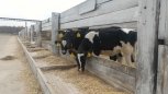 Спрос на породистых коров у амурских фермеров вырос в два раза