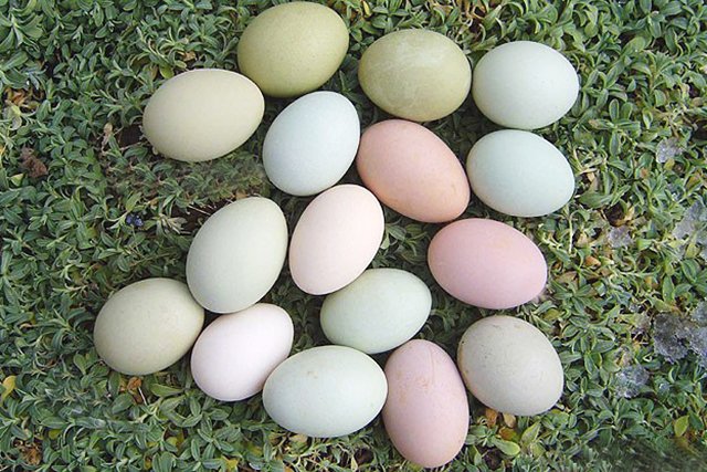 Куриные Голубые Яйца Фото
