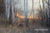 Площадь лесных пожаров в Амурской области снижается за счет дождей