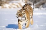 В Приамурье устроят фотоохоту на тигров