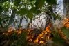 Лесной пожар обошелся амурской компании штрафом в полмиллиона рублей